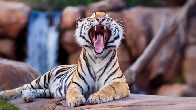 Mike the tiger lying down with its mouth wide open in a roar, in front of a waterfall.