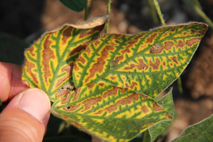 Soybean leaf held in hand with yellowing and dead tissue between leaf veins. 