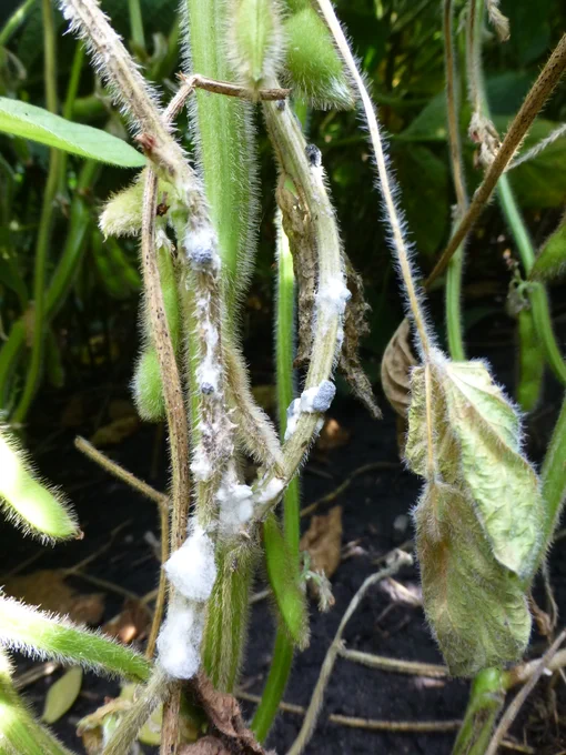 Soybean stems with white mold and black fungal fruiting bodies growing on the stems. 