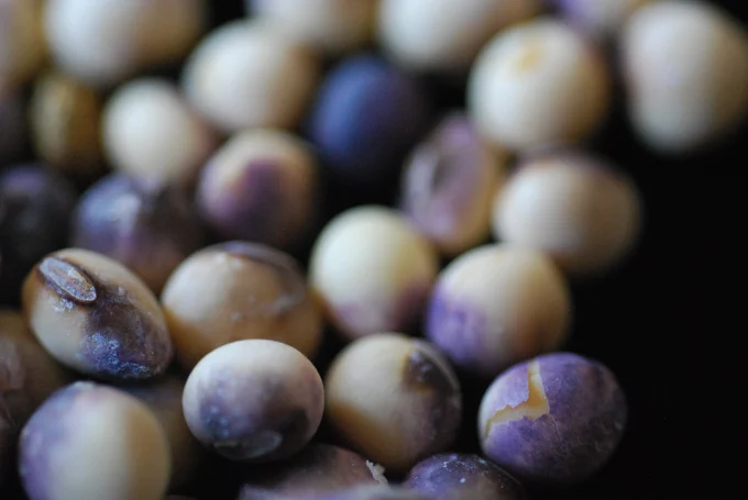 Soybean seed with purplish seed coats. 