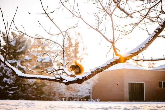 A squirrel perches on a snow-covered tree branch against a sunny, bright sky. Snow covers the ground, and a building is subtly visible in the background.