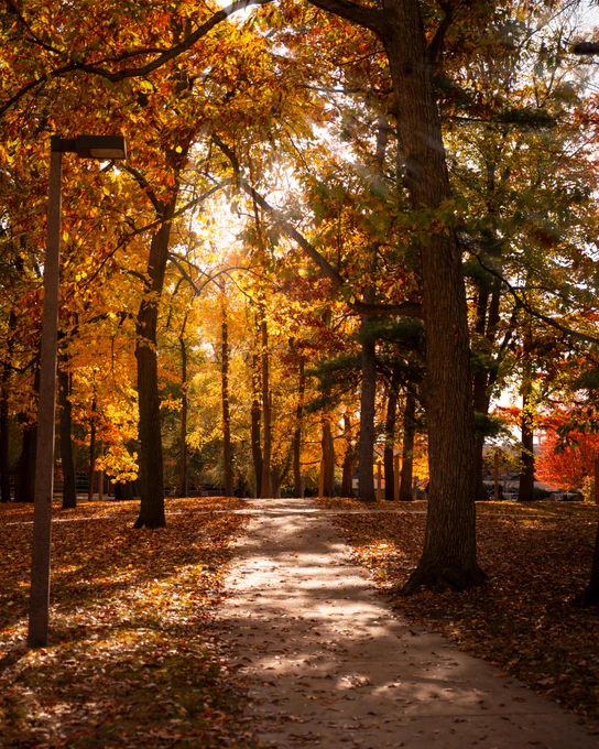 A sunlit path lined with trees in full autumn foliage. The ground is covered in fallen leaves, and a streetlight stands to the left of the path.