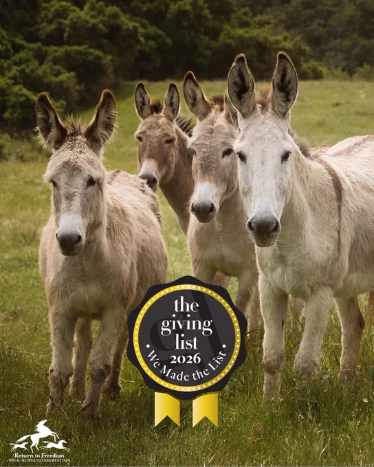 Photo of burros taken at our sanctuary by Bari Lee.