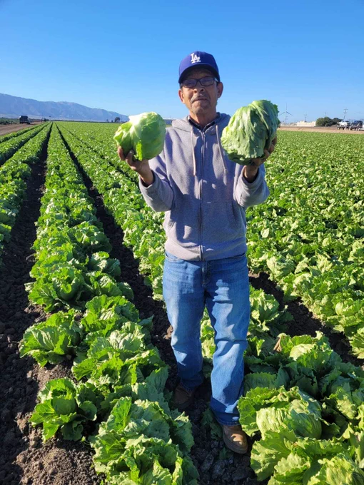 A farm worker holding up lettuce he just harvested