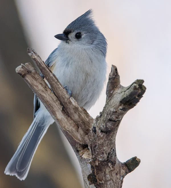 Background photo shows a closeup of a different bluejay, sitting on an old tree limb. - Wrtr