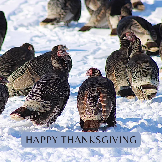 Wild turkeys in the snow. Text reads, "Happy Thanksgiving."