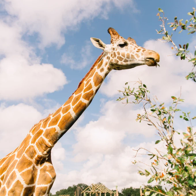 Photo of a giraffe inside Wild Florida Adventure Park's Drive-thru Safari.
