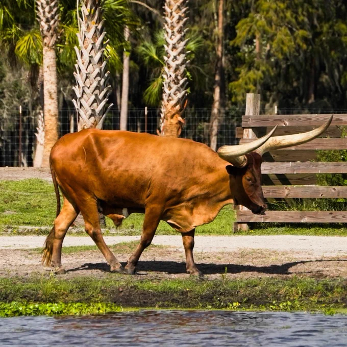 Photo of a Watusi walking inside Wild Florida Adventure Park's Drive-thru Safari.