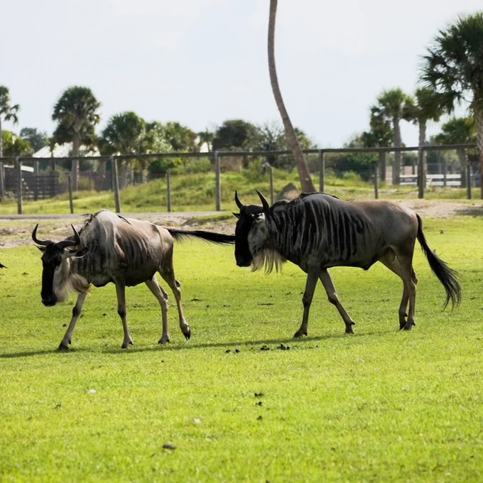 Photo of a group of wildebeest walking inside Wild Florida Adventure Park's Drive-thru Safari.