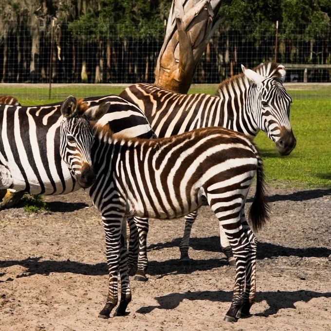 Photo of a group of zebras inside Wild Florida Adventure Park's Drive-thru Safari.