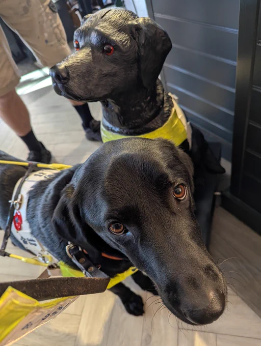 Black lab Lennie in harness next to a black guide dog floor dog 