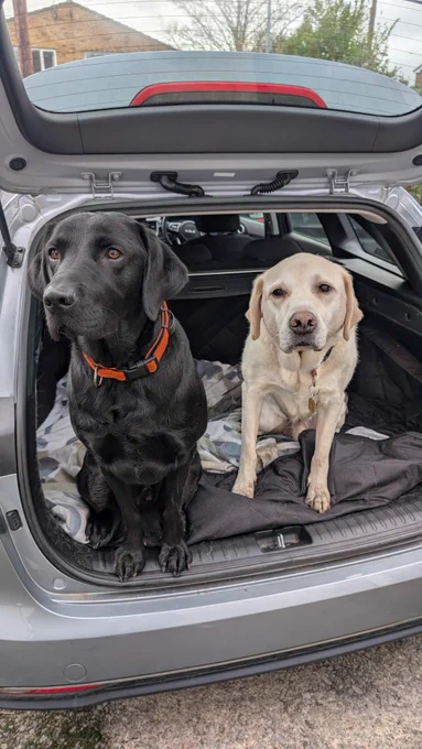 Lennie and Uri in the back of boot with muddy paws 