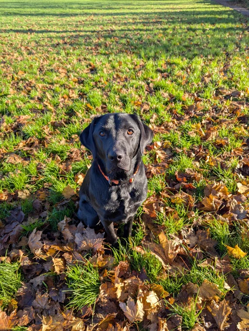 Black lab Lennie in the park 