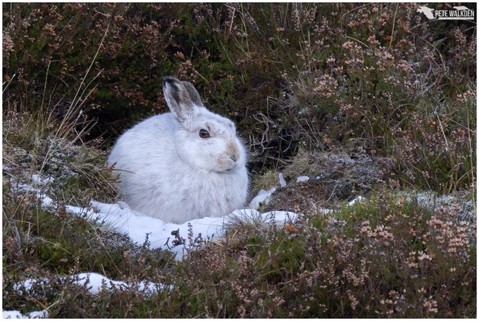 A photo of a mountain hare sitting in its form, on a small patch of snow.