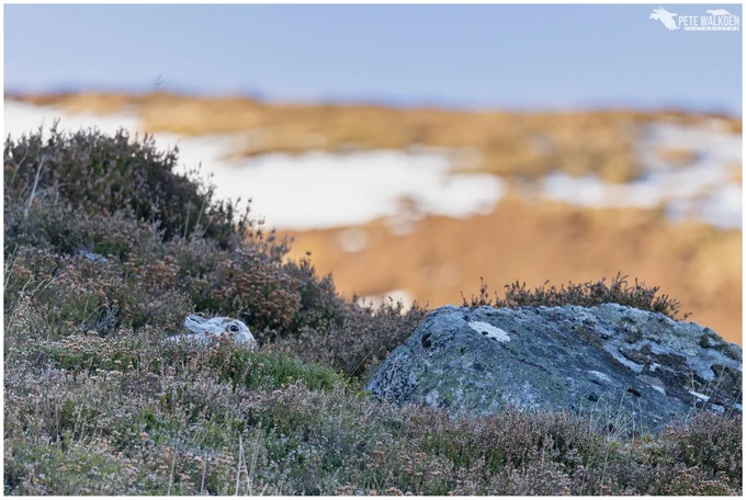A photo of a mountain hare sitting low in the heather, with a sunlit hillside in the background, with patches of snow.