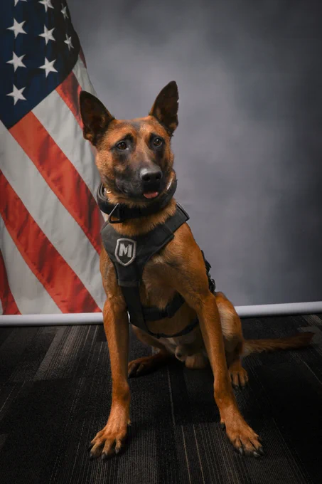Photo of K9 Makar.