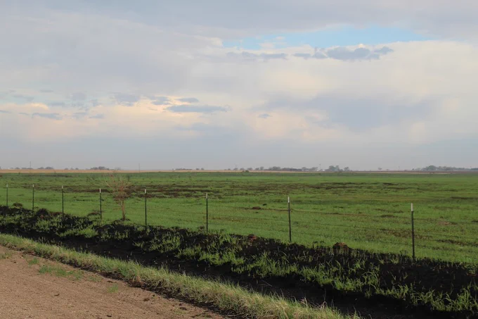 The same field after a burn; the grass is short and vivid green with some burned patches still showing through