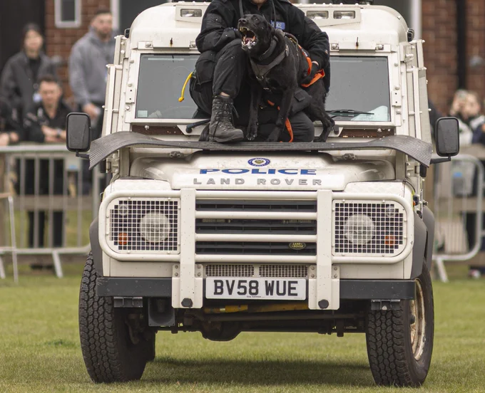 A black Belgian Malinois barking on the bonnet of a police landrover with his handler