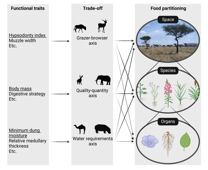 Multidimensional resource partitioning by large herbivores. Herbivores can reduce interspecific competition for food by selecting different sites (space), different plant taxa, and different plant organs. In this graphic, herbivores partition space, plant species, and organs in relation to three key trade-offs: Grazer-browser continuum, forage quality–quantity continuum, and water requirements continuum. Here, we use functional traits as proxies for the positioning of 15 large-herbivore species along these three axes to integrate multiple dimensions of food partitioning. We investigate their ability to explain partitioning of space and plant taxa (we did not consider partitioning of plant parts in this study). Underlined traits have been used as proxies for the three dimensions in this study