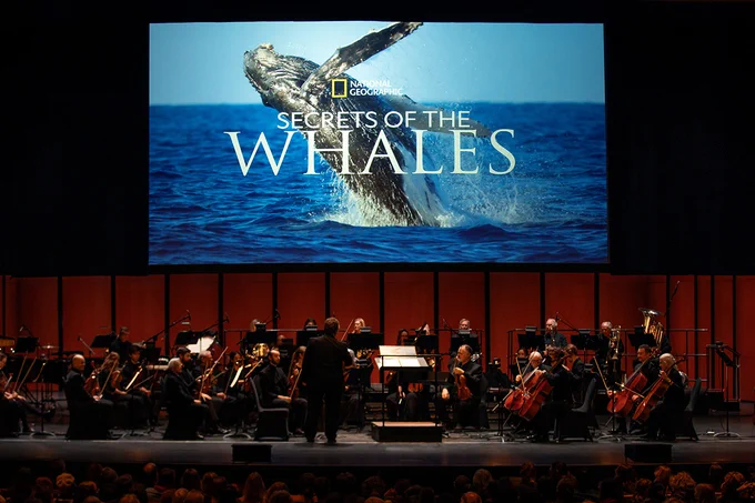 An orchestra performing in front of a large screen displaying a National Geographic image of a whale breaching the ocean surface, titled "Secrets of the Whales."
