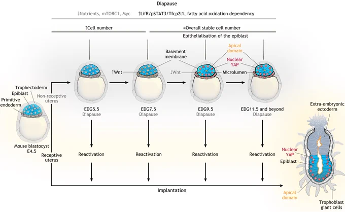 Figure 2: Selected signalling, metabolic and morphogenetic responses in the diapausing mouse embryo. Nutrient deprivation, suppression of the mammalian target of rapamycin complex 1 (mTORC1) or Myc activity can trigger dormancy response in mouse embryos. Diapausing embryos activate the leukemia inhibitory factor/signal transducer and activator of transcription 3/transcription factor CP2-like protein 1 (LifR/STAT3/Tfcp2l1) pathway and increase their dependency on fatty acid oxidation. During the first 3 days of diapause between E4.5 and estimated day of gestation (EDG) 7.5, the number of cells gradually increases and canonical Wnt signalling is temporarily activated. After EDG7.5, Wnt activity is downregulated, the epiblast undergoes epithelialisation and Yap translocates to the nucleus, governing the survival and reactivation capacity of the pluripotent lineage. The three  background colours indicate dormant (grey), quiet (light yellow) and active (dark yellow) metabolic states.