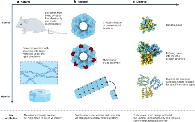 Protein-based biomaterials are growing in popularity for biomedical applications, in part owing to their innate ability to interface with biological systems. These materials, in the form of fibres, nanoparticles and hydrogels, have shown promise as drug delivery vehicles, tissue scaffolds and vaccines. Moreover, the explosion of protein engineering tools and the inception of de novo protein design have transformed our ability to explore new protein structures, enabling the creation of novel materials with diverse properties and furthering their customization for various applications. Here we explore the coming of age of protein engineering technologies and their impact on biomaterials. Starting with naturally sourced materials, we highlight common protein building blocks and fabrication methods, as well as recent applications of each. We subsequently explore rationally designed materials and conclude by discussing the potential impacts that de novo design will have on biomaterial dev.