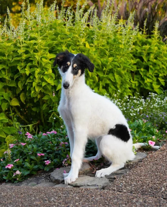 Mandy sits in profile as she poses in front of tall green flower stalks. she has a black spot on her left hip that looks like a heart.