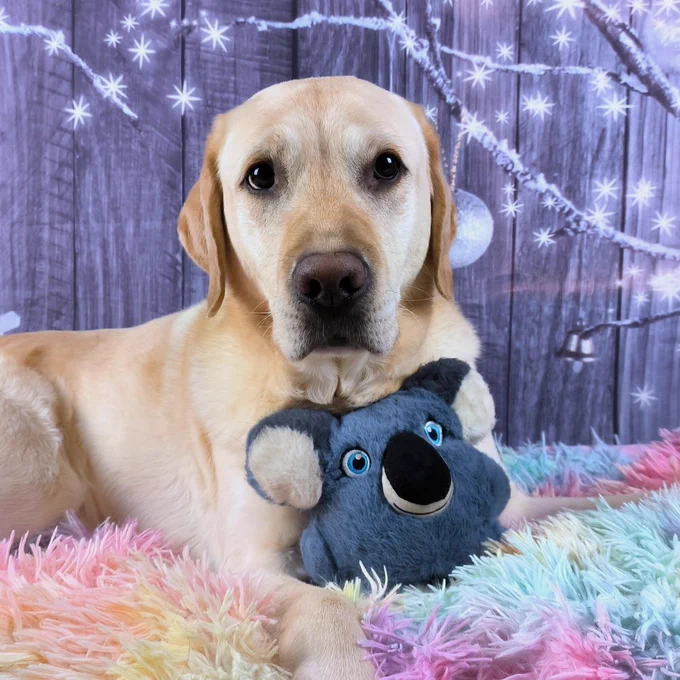 Cremefarbener Labrador liegt auf einer regenbogenfarbenen Plüschdecke vor einem winterlichen Fotohintergrund. Zwischen seinen Vorderpfoten ist ein blauer Plüschkoala, der Labrador schaut etwas verloren und fragend zum Menschen neben der Kamera