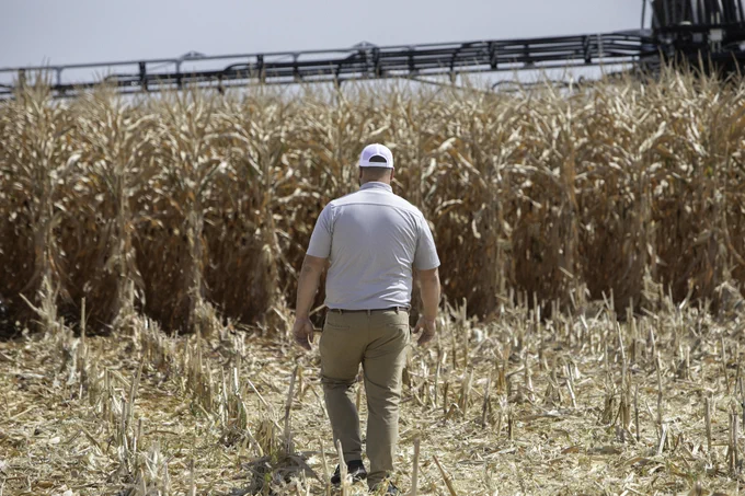A person walking through a dry cornfield with a combine harvester in the background.