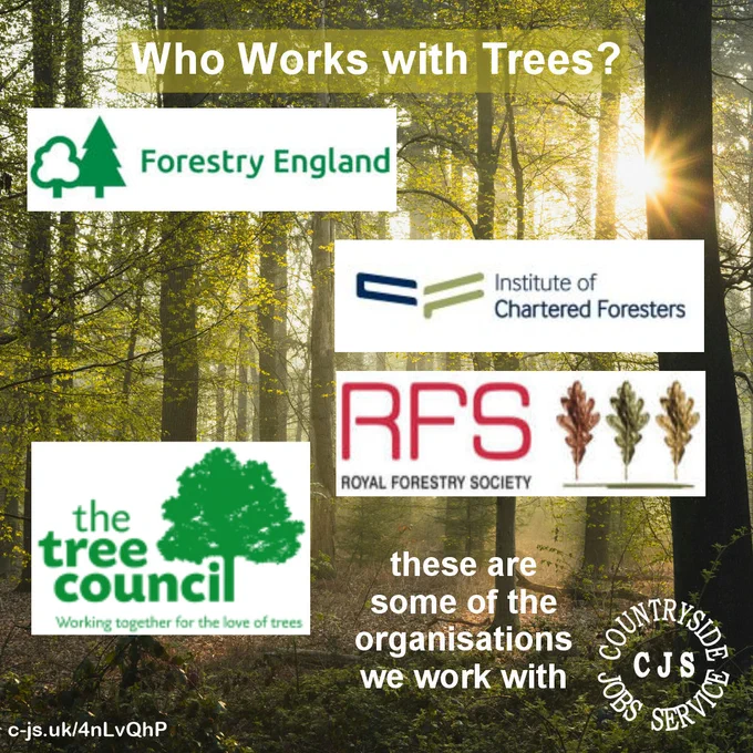 A forest with sunlight breakthrough the trees as the background image with the logos for Forestry England, Institute of Chartered Foresters, Royal Forestry Society and The Tree Council overlayed. Text reads: Who works with trees? These are some of the organisations we work with. 