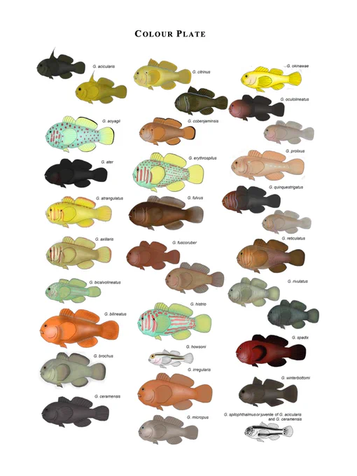 Hildebrandt, C.A., Froehlich, C.Y.M., Klanten, O.S. & Wong, M.Y.L. (2025) Goby spotting: An updated guide to coral gobies (Genus: 𝐺𝑜𝑏𝑖𝑜𝑑𝑜𝑛) in the Indo-Pacific Region. Zootaxa, 5723 (2), 151–188. https://doi.org/10.11646/zootaxa.5723.2.1