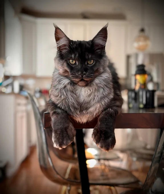 A large, black and grey Maine Coon cat with a mysterious expression lies on a dark wood kitchen table, visually representing the trend of magical and mythological cat names like Loki and Merlin.