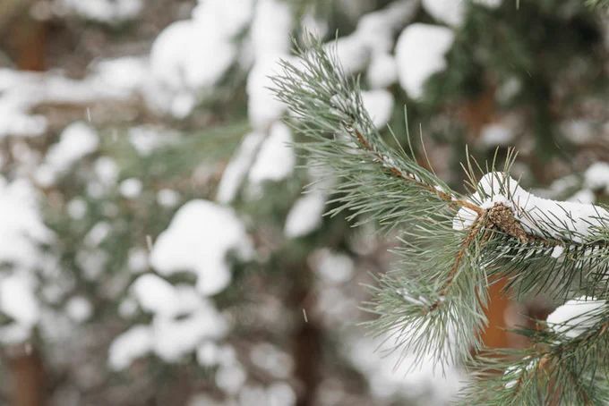 A close-up photo of a snow-dusted pine branch during winter.