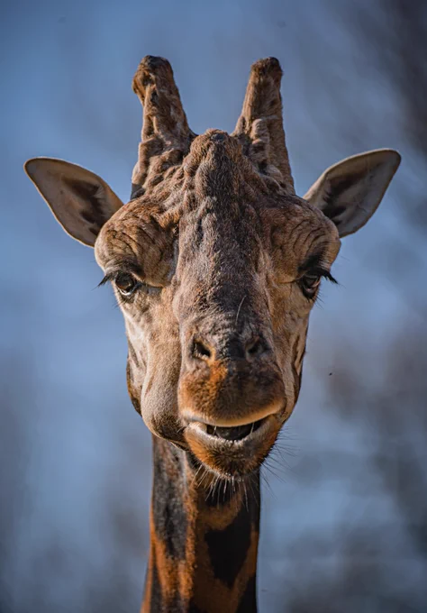 A close up shot of a giraffe's face. It looks as though it is about to complain about something