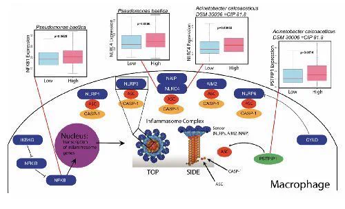 Schematic of obesity-associated microbes correlated with inflammasome-related genes (Kruskal–Wallis, P<0.05).