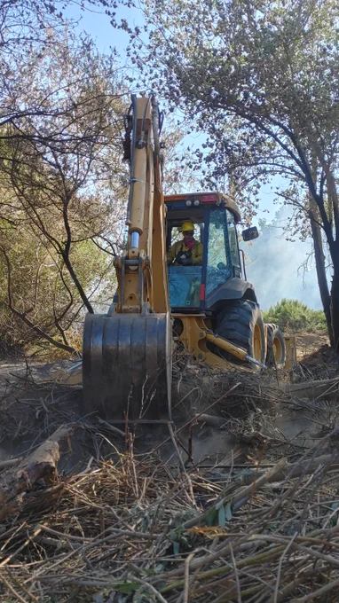 Yellow excavator clearing dense brush and fallen branches in a wooded area under a clear sky.