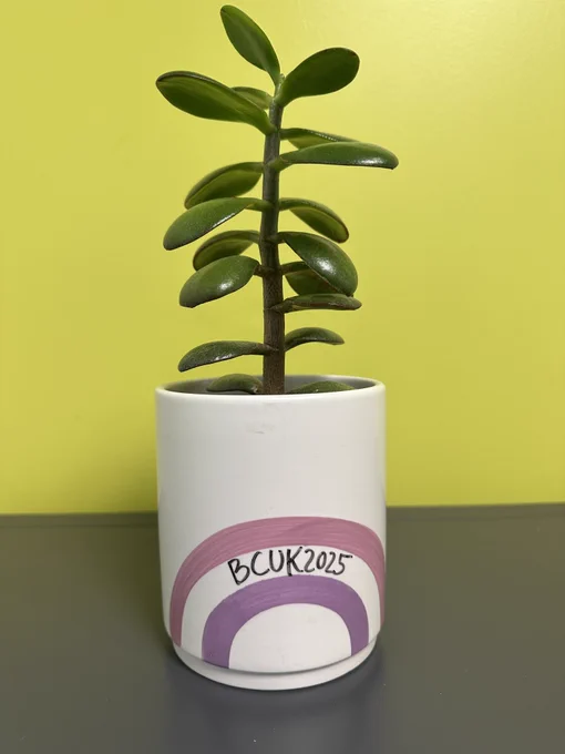A plant in a pot