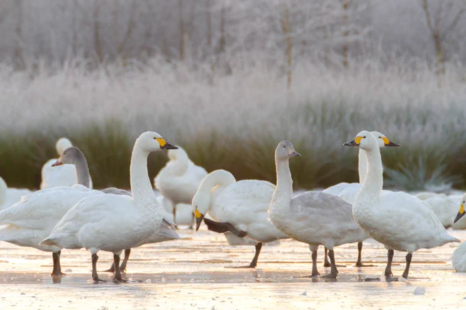 A flock of Bewick's Swans by Ben Cherry / WWT 