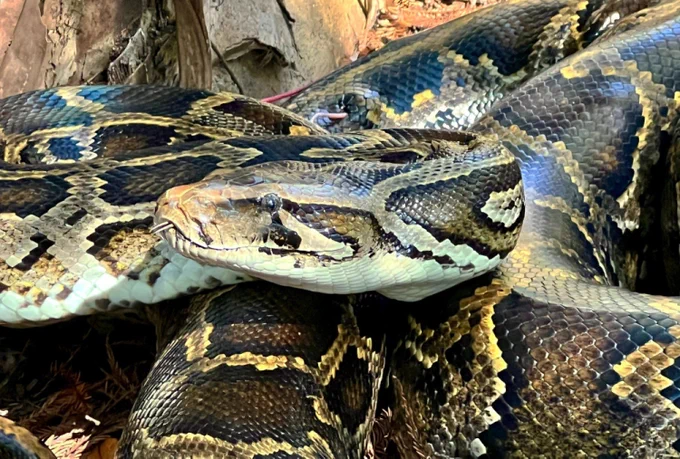 Invasive Burmese pythons, such as this one that was part of a tracking project, eat a variety of prey, including birds, deer, and other mammals, and spread the seeds contained in their prey.
Image credit: Conservancy of Southwest Florida.
