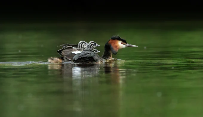 Great crested grebe swimming on calm water with two striped chicks riding on its back.
