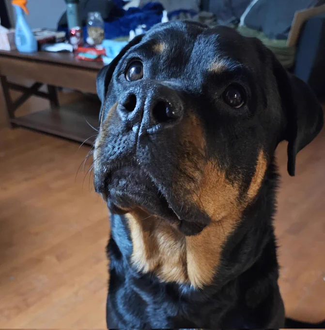 Chesnyy waiting for breakfast
