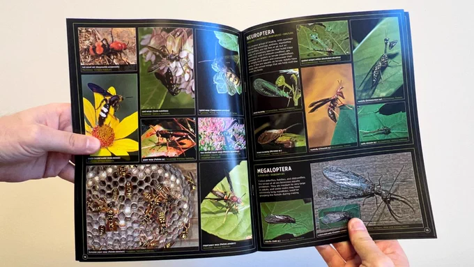The spread of the book showing a mosaic of insect photos.