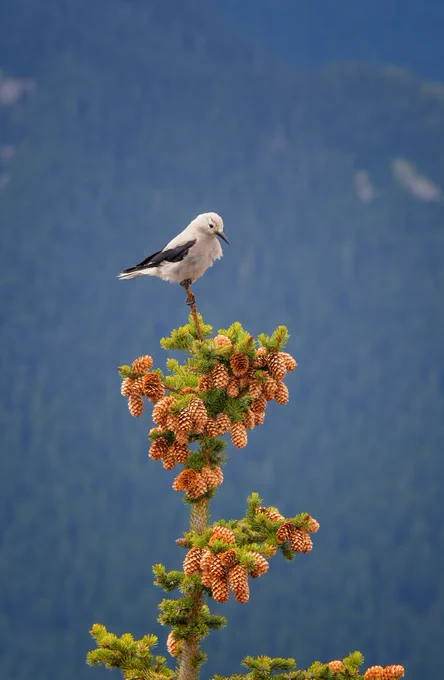 A Clark’s nutcracker perches on the top of a conifer tree loaded with clusters of orange-brown pinecones.