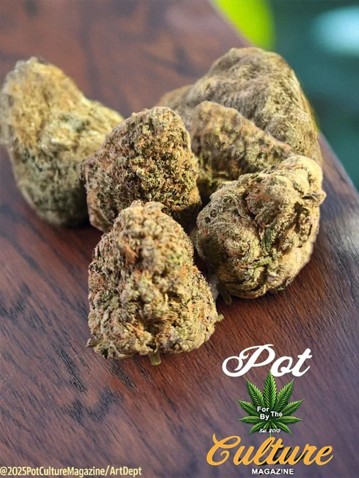 Close-up photo of several dense cannabis buds resting on a dark wooden surface, showing green and brown tones with visible trichomes. The Pot Culture Magazine logo featuring a cannabis leaf is placed in the bottom right corner, and the copyright text “©2025PotCultureMagazine/ArtDept” appears along the bottom. The web address PotCultureMagazine.com is not visible in this image.