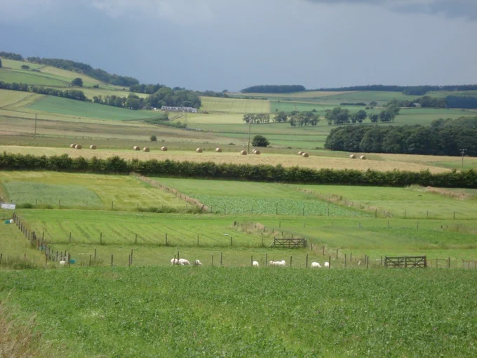 Landscape view of a field showing fencing and a hedge going across the photo.