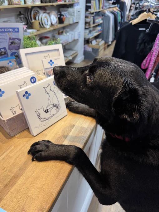Furby, a black dog with a shiny coat standing with its front paws on a counter, looking intently at the Christmas cards. The cards are illustrations of two cats.