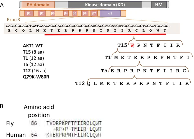 Figure 1. Tandem duplications within exon 3 of AKT1 in JGCTs used in this study.
