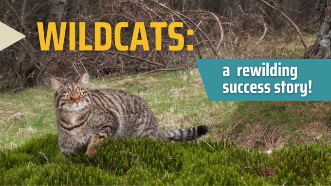 A Scottish wildcat stands alert in a woodland setting. Bold text reads "WILDCATS: a rewilding success story!" in large yellow and white letters.
