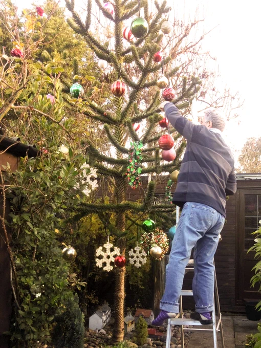 Man standing on a ladder decorates a tall outdoor Christmas tree with red and green ornaments in a garden setting.