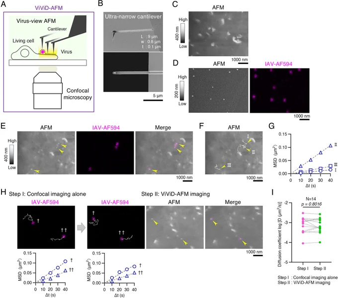 Establishment of virus-view AFM for IAV cell entry studies in MDCK cells.